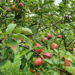 Ciderbletr, Kingston Black, Engelsk Vintage Ciderble