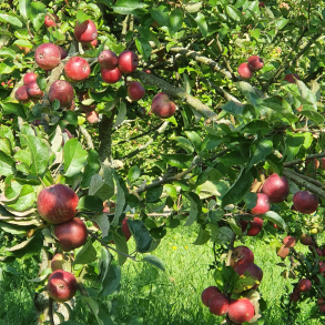 Ciderbletr, Kingston Black, Engelsk Vintage Ciderble