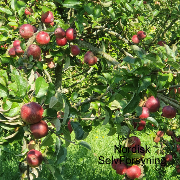 Ciderbletr, Kingston Black, Engelsk Vintage Ciderble