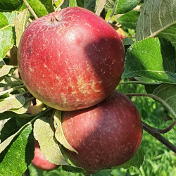 Ciderbletr, Kingston Black, Engelsk Vintage Ciderble