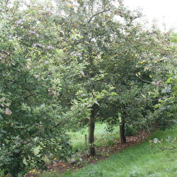 Ciderplantage, 10 stk. 1+2 rs trer, 2.+3 vkstsson