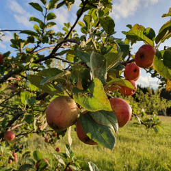 Ciderplantage, 10 stk. 1+2 rs trer, 2.+3 vkstsson