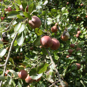 Grpakke til Previn No. #2