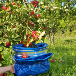 Plukketaske Med Spand 16 kg. Large