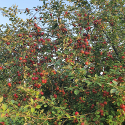 Ciderbletr, Stoke Red, Engelsk Vintage Ciderblesort