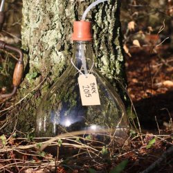Tap din egen birkesaft, 10 l. m. emballage