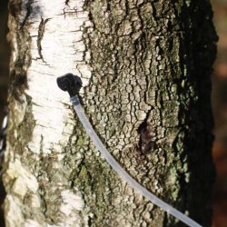 Tap din egen birkesaft, 26 l. m. emballage