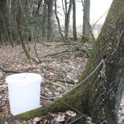 Tap din egen birkesaft. Birkesaft tapning, 26 l.