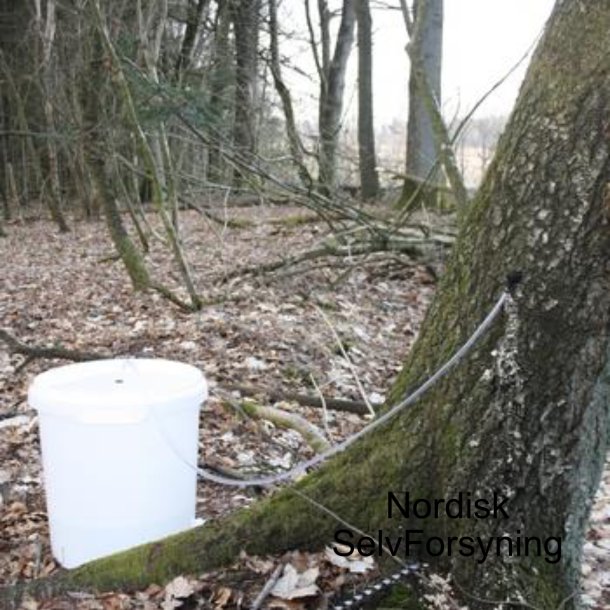Tap din egen birkesaft. Birkesaft tapning, 26 l.