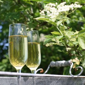 Hyldeblomstchampagne Med Opskrift og Bryggrej, 10 liter Komplet