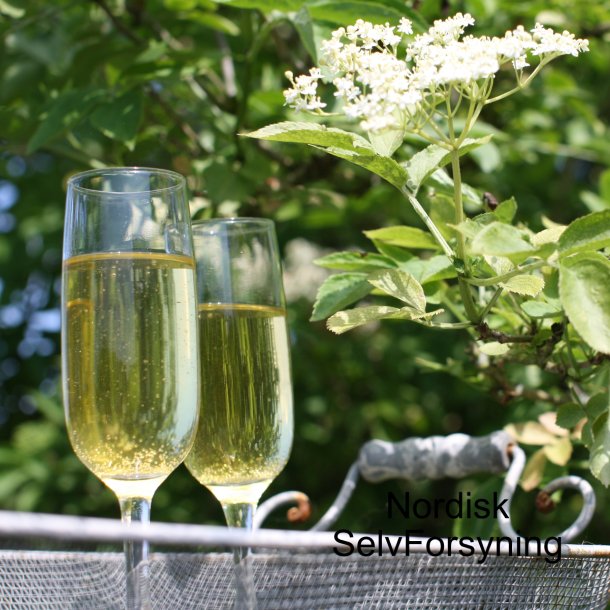 Hyldeblomstchampagne Med Opskrift og Bryggrej, 10 liter Komplet