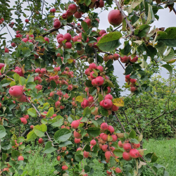 Ciderbletr, Yarlington Mill, Engelsk Vintage Cidersort