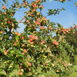 Ciderbletr, Yarlington Mill, Engelsk Vintage Cidersort