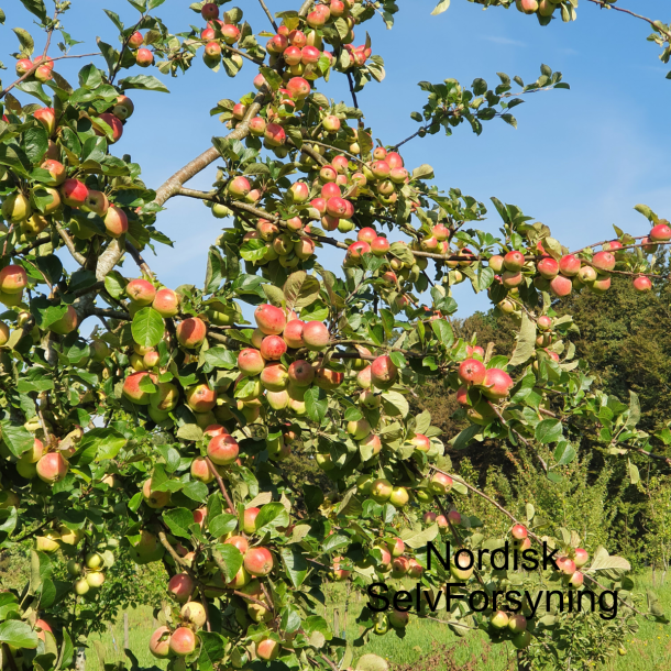 Ciderbletr, Yarlington Mill, Engelsk Vintage Cidersort