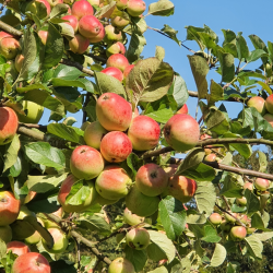 Ciderbletr, Yarlington Mill, Engelsk Vintage Cidersort